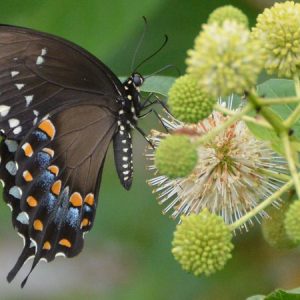 Pollinator Plants, Butterfly Plants, Hummingbird Plants, Bee Plants, Midwest Plants, Illinois Native Plants, Native Plants