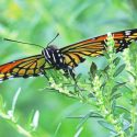 Pollinator Plants, Butterfly Plants, Hummingbird Plants, Bee Plants, Midwest Plants, Indiana Native Plants, Native Plants