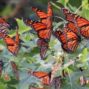 Pollinator Plants, Butterfly Plants, Hummingbird Plants, Bee Plants, Midwest Plants, Iowa Native Plants, Native Plants