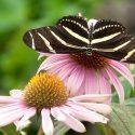 Pollinator Plants, Butterfly Plants, Hummingbird Plants, Bee Plants, Midwest Plants, Kansas Native Plants, Native Plants