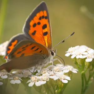 Pollinator Plants, Butterfly Plants, Hummingbird Plants, Bee Plants, Northeast Plants, New England Plants, Massachusetts Native Plants, Native Plants