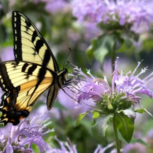 Pollinator Plants, Butterfly Plants, Hummingbird Plants, Bee Plants, Midwest Plants, Michigan Native Plants, Native Plants