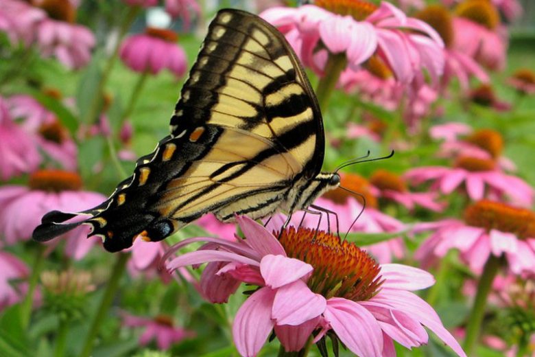 Pollinator Plants, Butterfly Plants, Hummingbird Plants, Bee Plants, Midwest Plants, Minnesota Native Plants, Native Plants