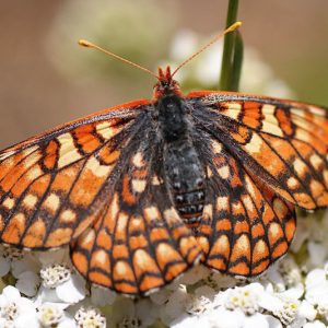 Pollinator Plants, Butterfly Plants, Hummingbird Plants, Bee Plants, Western US Plants, Montana Native Plants, Native Plants