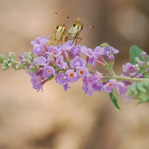 Pollinator Plants, Butterfly Plants, Hummingbird Plants, Bee Plants, Midwest Plants, Nebraska Native Plants, Native Plants