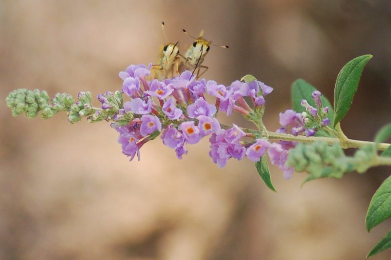 Pollinator Plants, Butterfly Plants, Hummingbird Plants, Bee Plants, Midwest Plants, Nebraska Native Plants, Native Plants