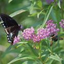 Pollinator Plants, Butterfly Plants, Hummingbird Plants, Bee Plants, Northeast Plants, Mid-Atlantic Plants, New Jersey Native Plants, Native Plants
