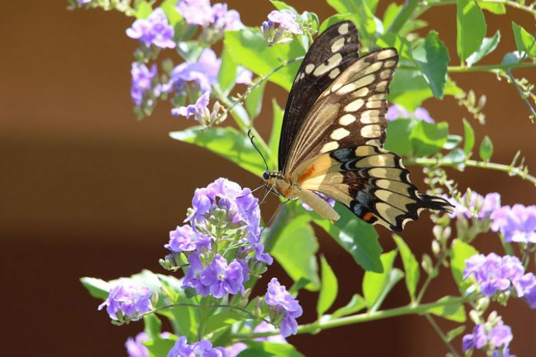 Pollinator Plants, Butterfly Plants, Hummingbird Plants, Bee Plants, Western US Plants, New Mexico Native Plants, Native Plants