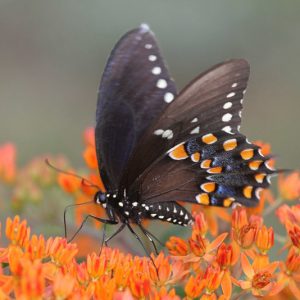 Pollinator Plants, Butterfly Plants, Hummingbird Plants, Bee Plants, Southeast Plants, North Carolina Native Plants, Native Plants