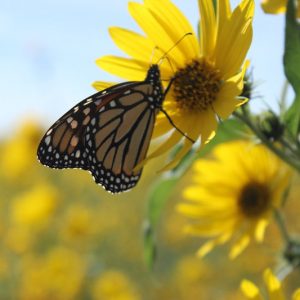 Pollinator Plants, Butterfly Plants, Hummingbird Plants, Bee Plants, Midwest Plants, North Dakota Native Plants, Native Plants