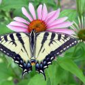 Pollinator Plants, Butterfly Plants, Hummingbird Plants, Bee Plants, Southeast Plants, Oklahoma Native Plants, Native Plants