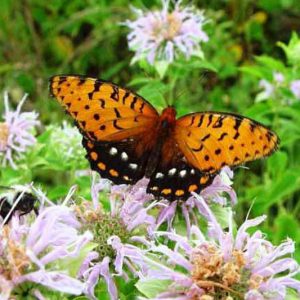 Pollinator Plants, Butterfly Plants, Hummingbird Plants, Bee Plants, Northeast Plants, Pennsylvania Native Plants, Native Plants