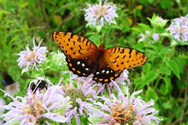 Pollinator Plants, Butterfly Plants, Hummingbird Plants, Bee Plants, Northeast Plants, Pennsylvania Native Plants, Native Plants