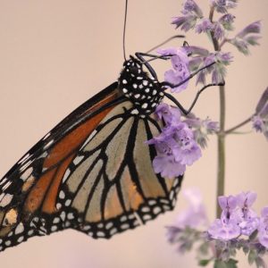 Pollinator Plants, Butterfly Plants, Hummingbird Plants, Bee Plants, Midwest Plants, South Dakota Native Plants, Native Plants
