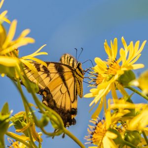 Pollinator Plants, Butterfly Plants, Hummingbird Plants, Bee Plants, Northeast Plants, New England Plants, Vermont Native Plants, Native Plants