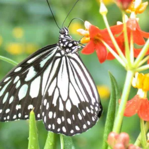 Pollinator Plants, Butterfly Plants, Hummingbird Plants, Bee Plants, Southeast Plants, West Virginia Native Plants, Native Plants
