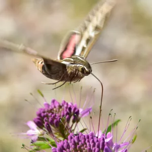 Pollinator Plants, Butterfly Plants, Hummingbird Plants, Bee Plants, Midwest Plants, Wyoming Native Plants, Native Plants