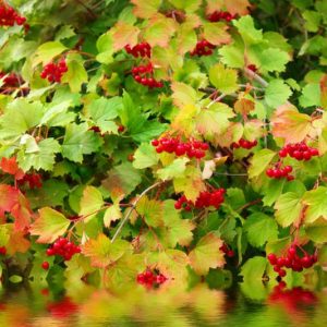 Midwest garden, Best shrubs, Midwest shrubs, Great shrubs, flowering shrubs, berries, fragrant shrubs, Best shrubs