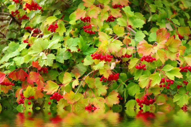 Midwest garden, Best shrubs, Midwest shrubs, Great shrubs, flowering shrubs, berries, fragrant shrubs, Best shrubs