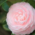 Mid-Atlantic, Mid-Atlantic garden, Best shrubs, shrubs for Mid-Atlantic, Great shrubs, Top Shrubs, Northeast region, Northeast garden, Best shrubs for Northeast, shrubs for slopes, shrubs for shade