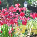New England, New England garden, Best shrubs, shrubs for New England, Great shrubs, Top Shrubs, Northeast region, Northeast garden, Best shrubs for Northeast, shrubs for slopes, shrubs for shade