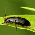 Ground Beetle, Ground Beetles, Carabidae, Beneficial Insect, Beneficial Insects