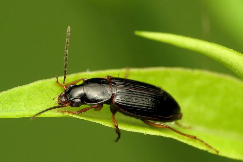 Ground Beetle, Ground Beetles, Carabidae, Beneficial Insect, Beneficial Insects