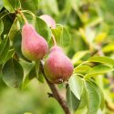 Planting Pears, Growing Pears, Pear pollination, Pear seasons, Pear Pruning, Pear Pests and Diseases, Pears Sizes, Best Pears, Top Pears