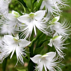 Habenaria radiata, White Egret Orchid, Fringed Orchid, Sagisō, Hardy Orchid, Bog Orchid