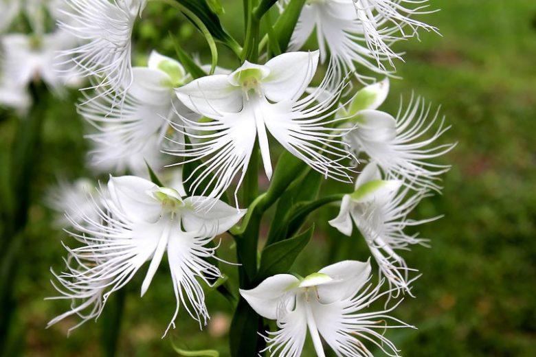 Habenaria radiata, White Egret Orchid, Fringed Orchid, Sagisō, Hardy Orchid, Bog Orchid