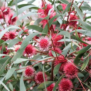 Hakea laurina, Pincushion Hakea, Pincushion Tree, Sea Urchin, West Australian Cushion Flower