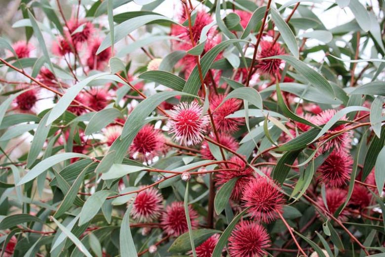 Hakea laurina, Pincushion Hakea, Pincushion Tree, Sea Urchin, West Australian Cushion Flower