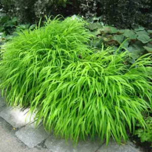 Hakonechloa Macra, Hakone Grass, Japanese Forest Grass, Shade grasses, part shade grass, full shade grass, Japanese grass