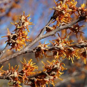 Hamamelis vernalis, Ozark Witch Hazel, Vernal Witch Hazel, flowering shrub, winter flowering shrub, yellow flowers