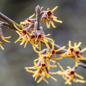 Hamamelis vernalis 'sandra', Ozark Witch Hazel 'sandra', Vernal Witch Hazel 'sandra', flowering shrub, winter flowering shrub, yellow flowers