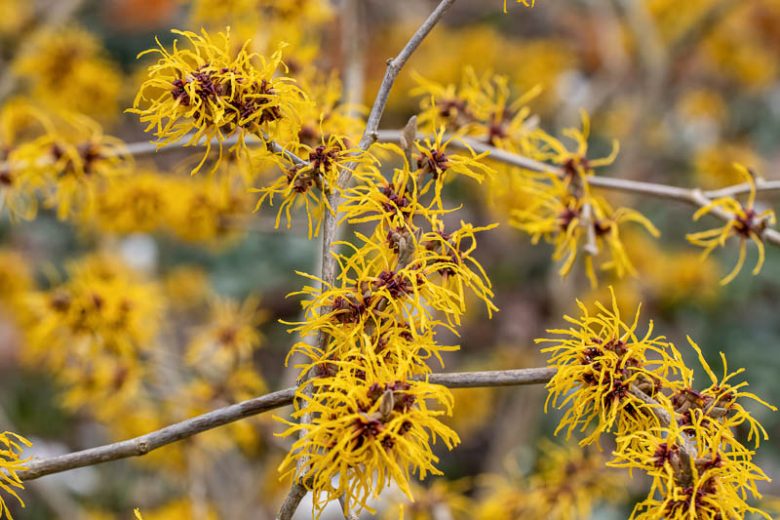 Hamamelis x Intermedia 'Barmstedt Gold', Witch Hazel 'Barmstedt Gold', Hamamelis × intermedia 'Barmstedt's Gold', Yellow Hamamelis, Yellow Witch Hazel