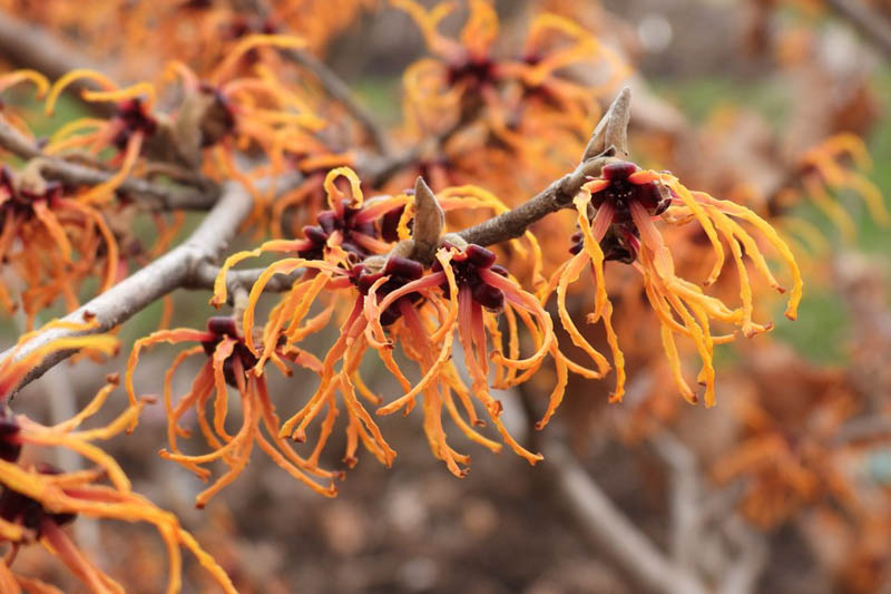 Hamamelis x intermedia 'Gingerbread', orange witch hazel flowers
