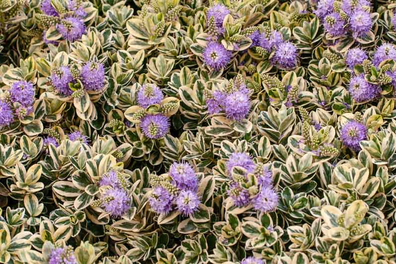 Hebe speciosa ‘Variegata’
