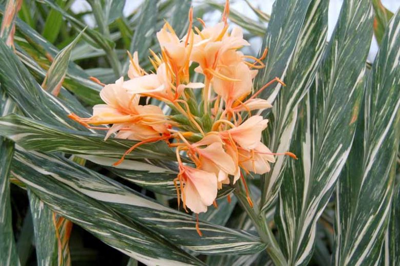 Hedychium Tahitian Flame, Variegated Ginger Lily, Apricot Hedychium, Apricot Ginger Lily, Perennial Plants, Perennial Flowers, Exotic Flowers