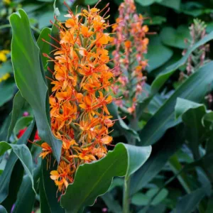 Hedychium 'Tara', Ginger Lily 'Tara', Hedychium coccineum 'Tara', Hedychium x moorei 'Tara', Perennial Plants, Perennial Flowers, Exotic Flowers