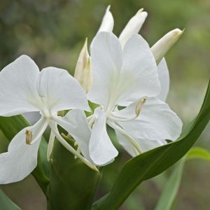 Hedychium coronarium, White Ginger Lily, Butterfly Lily, Fragrant Garland Flower,  Garland Lily, Indian Garland Flower,  White Ginger,  White Butterfly Ginger Lily, Perennial Plants, Perennial Flowers, Exotic Flowers