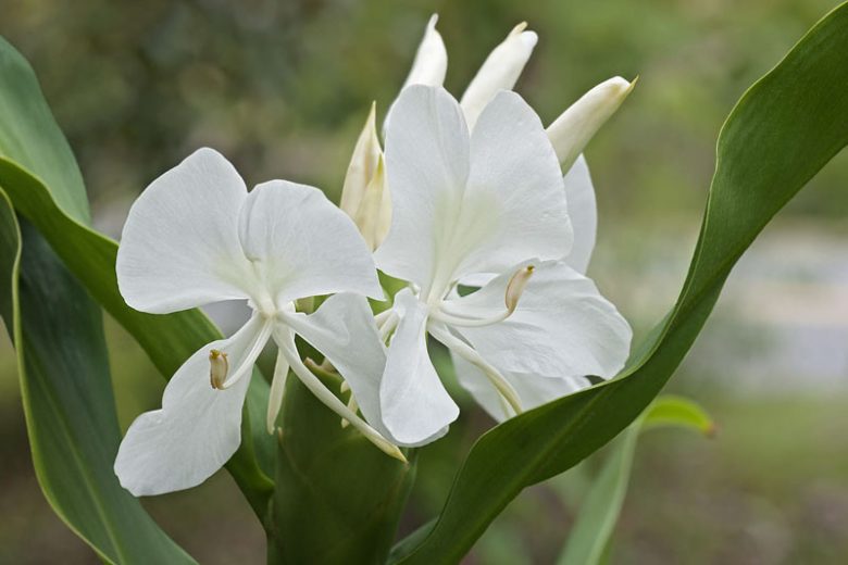 Hedychium coronarium, White Ginger Lily, Butterfly Lily, Fragrant Garland Flower,  Garland Lily, Indian Garland Flower,  White Ginger,  White Butterfly Ginger Lily, Perennial Plants, Perennial Flowers, Exotic Flowers