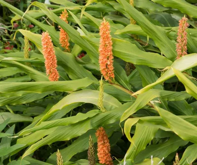 Hedychium densiflorum, Dense Ginger Lily, Orange Hedy chium, Orange Ginger Lily, Perennial Plants, Perennial Flowers, Exotic Flowers