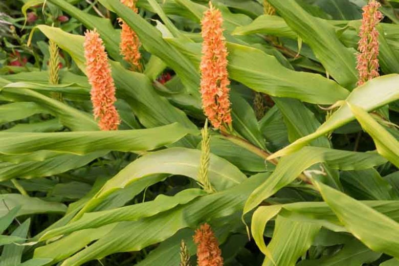 Hedychium densiflorum, Dense Ginger Lily, Orange Hedy chium, Orange Ginger Lily, Perennial Plants, Perennial Flowers, Exotic Flowers