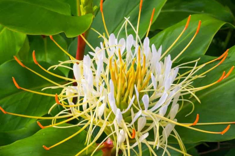 Hedychium ellipticum, Rock Butterfly Lily, Hardy Ginger Lily,  White Ginger, Perennial Plants, Perennial Flowers, Exotic Flowers