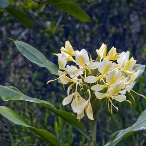 Hedychium flavescens, Yellow Ginger Lily, Cream Garland Lily, Cream Ginger Lily, Butterfly Lily, Ginger Lily, Perennial Plants, Perennial Flowers, Exotic Flowers