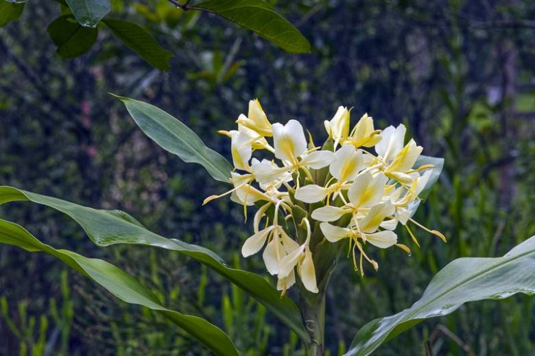 Hedychium flavescens, Yellow Ginger Lily, Cream Garland Lily, Cream Ginger Lily, Butterfly Lily, Ginger Lily, Perennial Plants, Perennial Flowers, Exotic Flowers