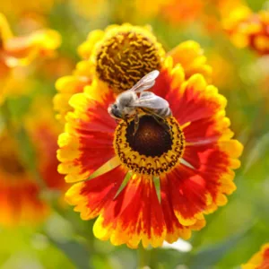 Common Sneezeweed Biedermeier, False Sunflower Biedermeier, Helen's Flower Biedermeier, Yellow Star Biedermeier, Late summer perennial, Bicolor Helenium