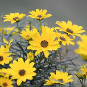 Helianthus angustifolius, Swamp Sunflower, Narrowleaf Sunflower, Narrow-leaved Sunflower, Helianthus angustifolius var. planifolius, Yellow Flowers, Yellow Perennials
