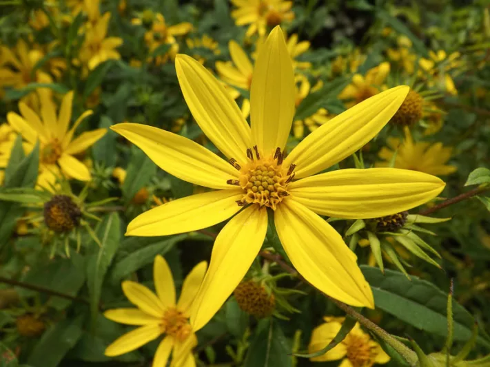Helianthus divaricatus, Woodland Sunflower, Rough Sunflower, Helianthus divaricatus var. angustifolius, Yellow Flowers, Yellow Perennials